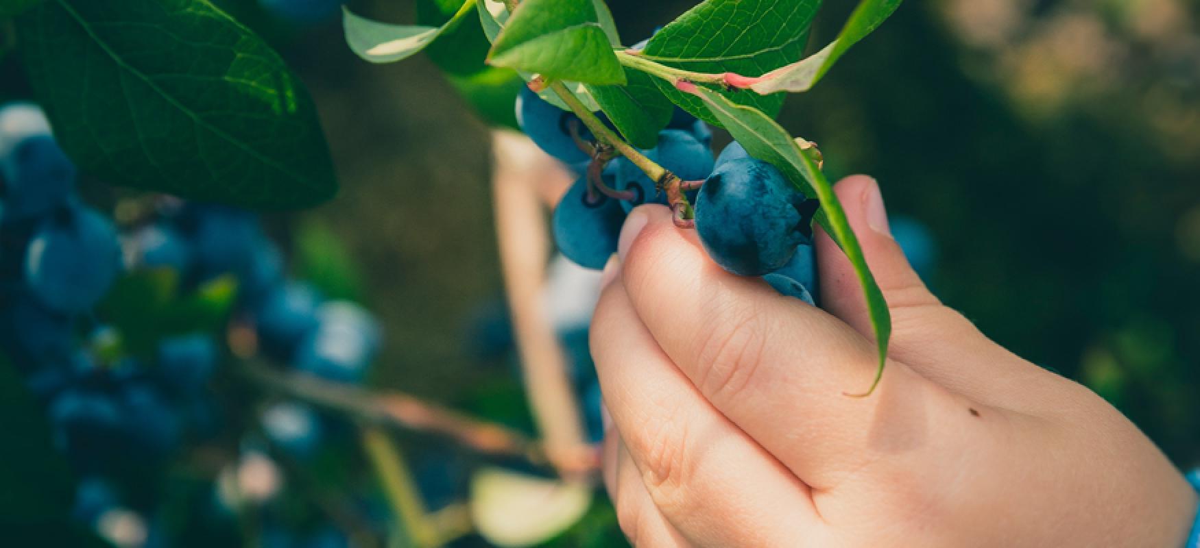 Child picking blue berries