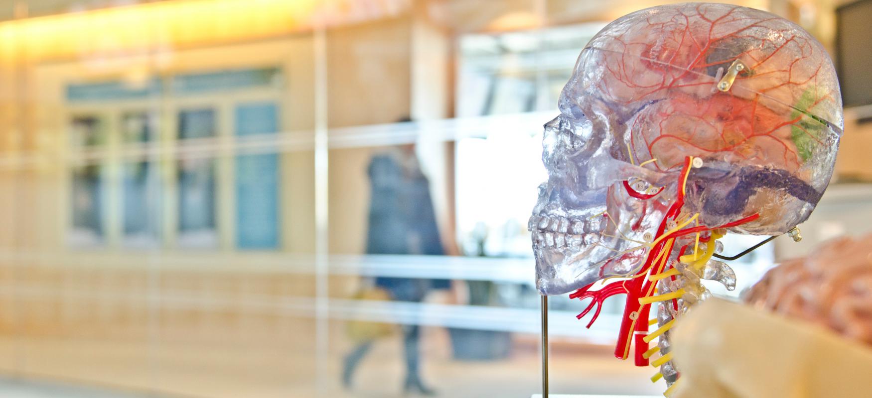 Plastic Skeleton with person in the background