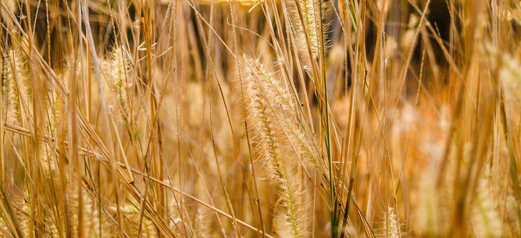 Grain field