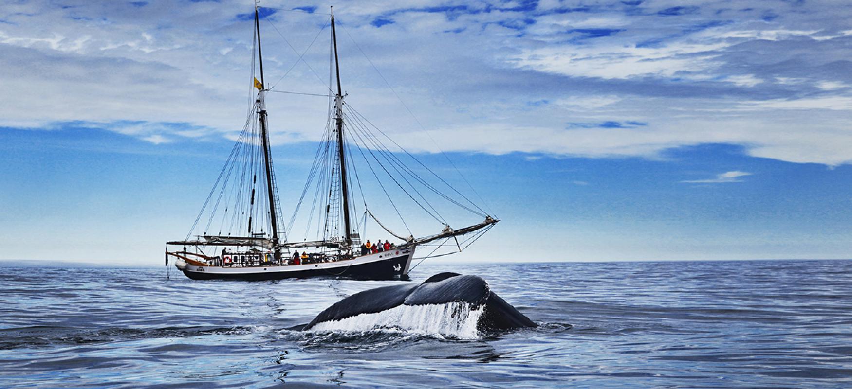 The whale watching ship Opal with a whale's tail fin breaking the water in front of the ship.