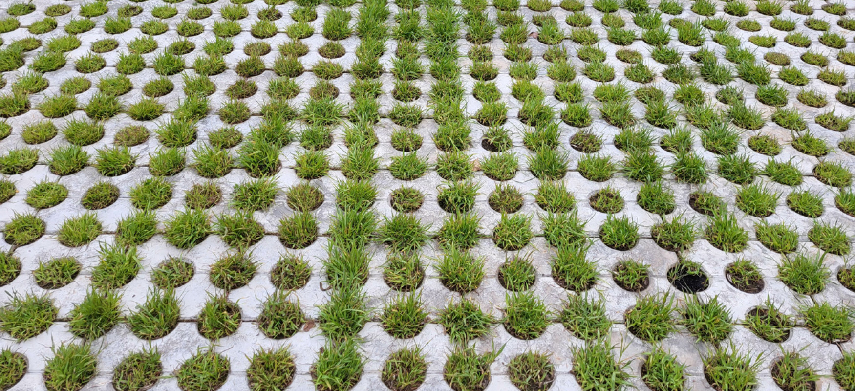 Green gras growing between circular shaped paving stones