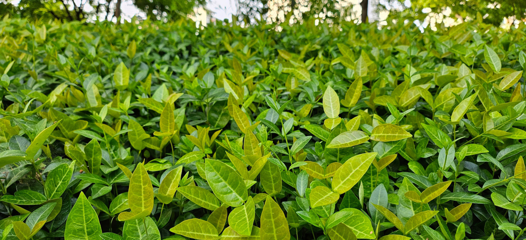 Picture of a flowerbed with green leaves and houses in the background