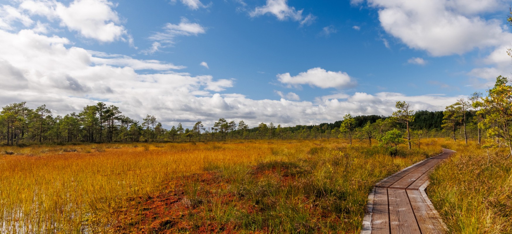 Marsh in autum colors with a walkway made of wooden planks